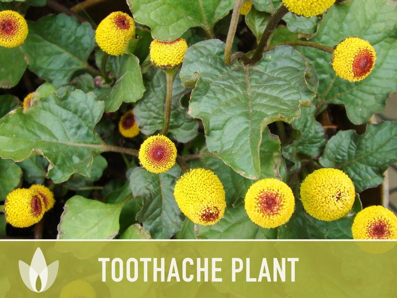 Toothache Plant spilanthes Oleracea Medicinal Herb Seeds - Etsy