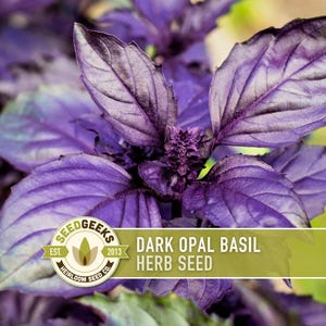 May include: Close-up of dark purple basil leaves. The leaves have a textured surface and are a deep shade of purple with hints of green. The image includes a logo that reads "SEEDGEEKS" and the text "DARK OPAL BASIL HERB SEED."