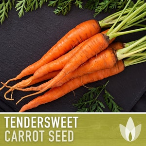 Tendersweet Carrot Heirloom Seeds Seed Packets, Orange Carrot Seeds, Juicing Carrot, Rainbow Carrot, Easy to Grow, Open Pollinated,Non-GMO image 1