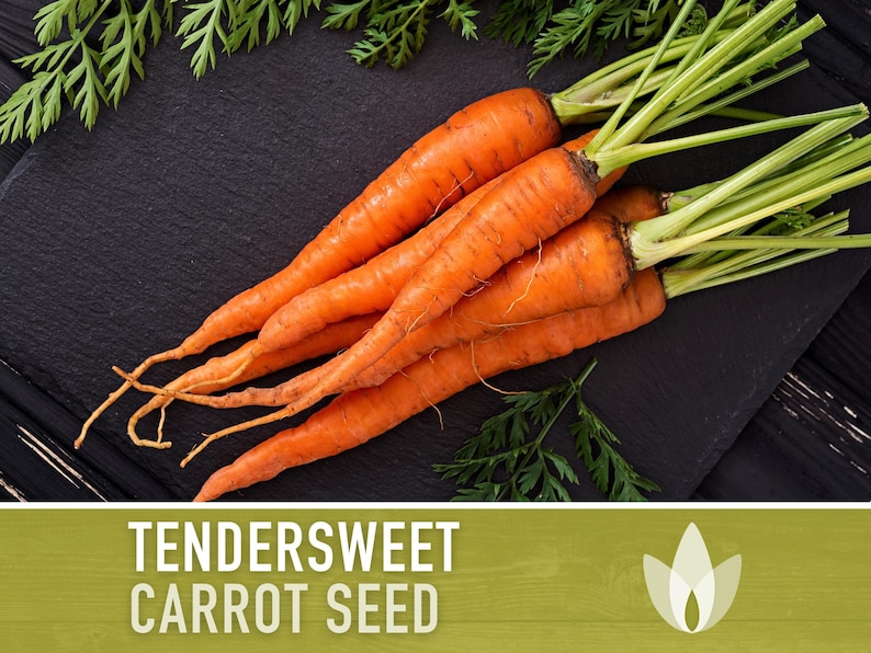 Tendersweet Carrot Heirloom Seeds Seed Packets, Orange Carrot Seeds, Juicing Carrot, Rainbow Carrot, Easy to Grow, Open Pollinated,Non-GMO image 1