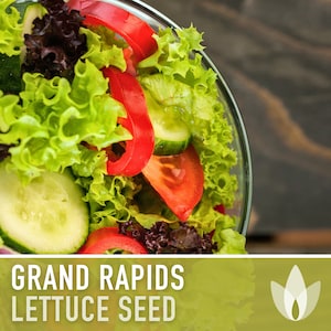 Grand Rapids Lettuce Heirloom Seeds - Salad Garden, Leaf Lettuce, Green Lettuce, Heat Tolerant, Fall Garden, Ruffled Lettuce, Non GMO