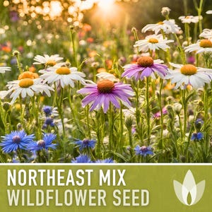 Mélange de graines de fleurs sauvages du nord-est - plus de 100 graines, graines du nord, aménagement paysager ornemental, fleurs indigènes, mélange annuel et vivace, sans OGM