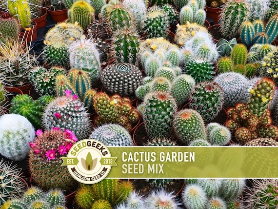 Cactus Garden Seed Mix | 50+ Seeds, Saguaro, Prickly Pear, Hedgehog, Santa  Rita, Desert, Cactaceae - Etsy