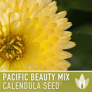 Calendula Pacific Beauty Flower Seeds – Heirloom Cottage Garden image 11