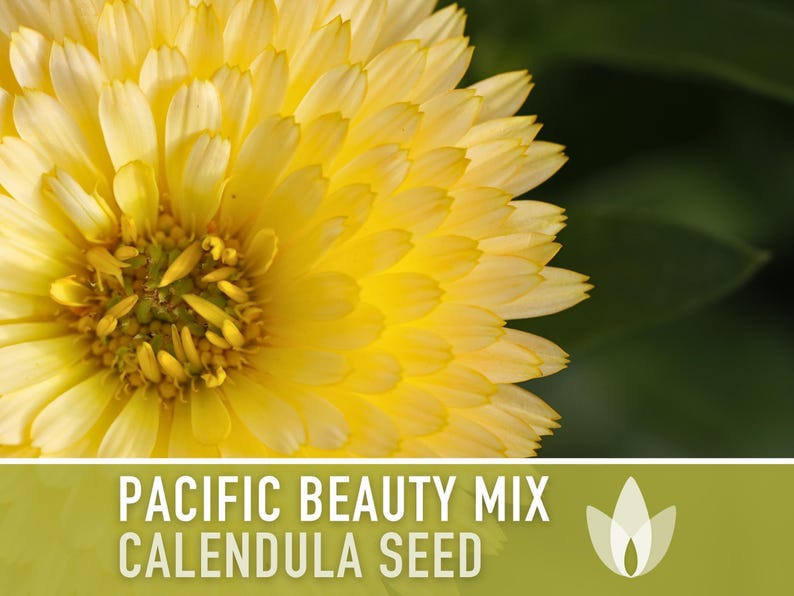Calendula Pacific Beauty Flower Seeds – Heirloom Cottage Garden image 11