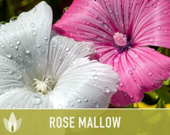 Rose Mallow Flower Seeds - Heirloom Seeds, Hibiscus Seeds, Tree Mallow Seeds, Pollinator Garden, Late Blooming, Open Pollinated, Non-GMO