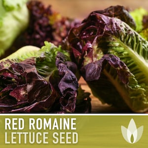 Red Romaine Lettuce Seeds - Heirloom Seeds, Microgreens, Leaf Lettuce, Head Lettuce, Ceasar Salad, Heat Tolerant, Slow Bolt, Non-GMO