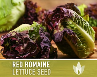 Red Romaine Lettuce Seeds - Heirloom Seeds, Microgreens, Leaf Lettuce, Head Lettuce, Ceasar Salad, Heat Tolerant, Slow Bolt, Non-GMO
