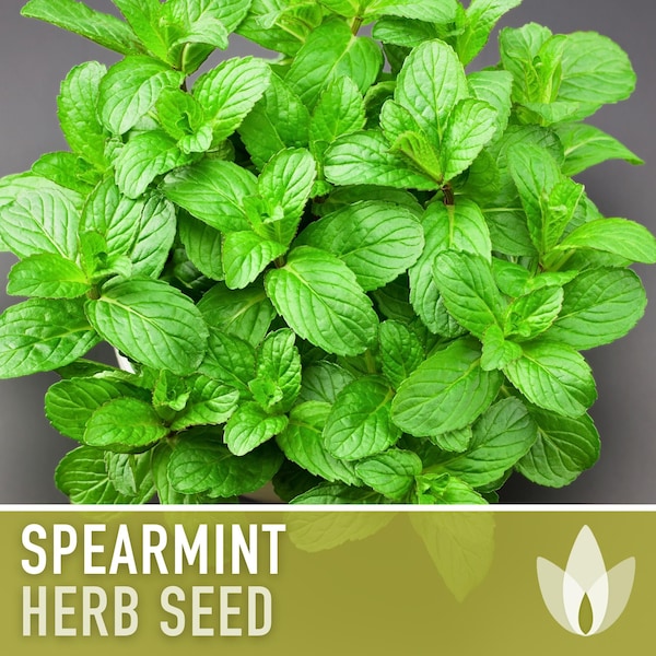 Spearmint Seeds - Heirloom Seeds, Medicinal Seeds, Culinary Herb Seeds, Open Pollinated, Non-GMO