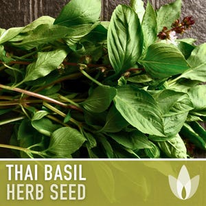 Thai Basil Herb Seeds | 100+ Seeds, Heirloom, Organic, Rare Culinary & Medicinal Garden image 4