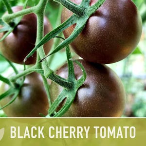 Black Cherry Tomato Seeds - Heirloom, Non-GMO image 9