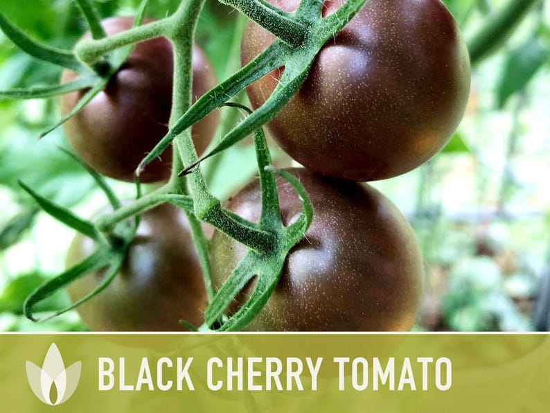 Black Cherry Tomato Seeds - Heirloom, Non-GMO image 9