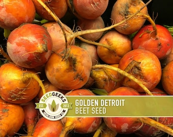 Golden Detroit Beet Heirloom Seeds
