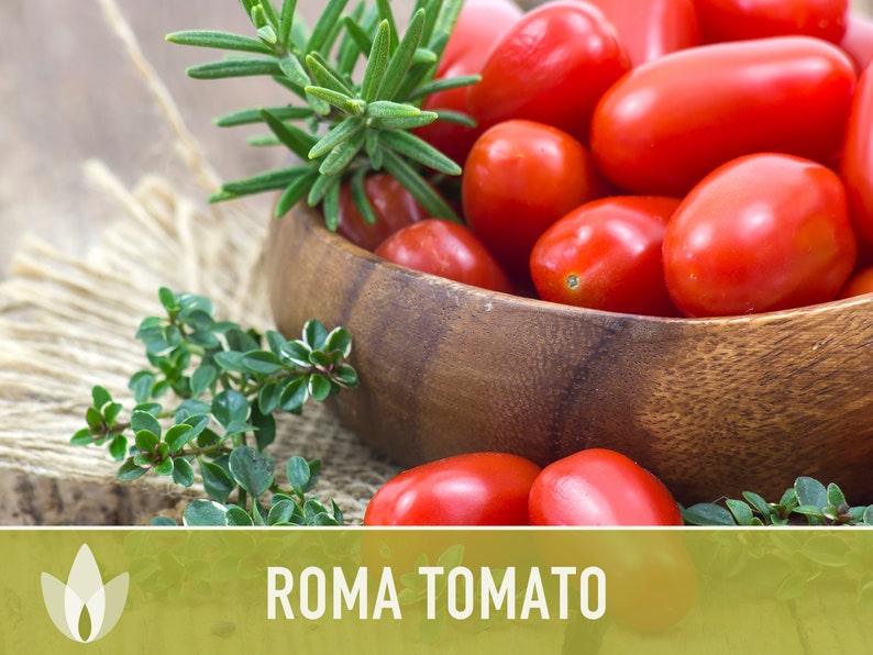 Roma Tomato Heirloom Seeds Paste Tomato, Seed Packet, Non-GMO, Open Pollinated image 6