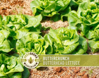 May include: Close-up of Buttercrunch Butterhead lettuce growing in a garden. The lettuce has vibrant green leaves and is surrounded by soil. The image includes the Seed Geeks logo and text that reads "Buttercrunch Butterhead Lettuce."