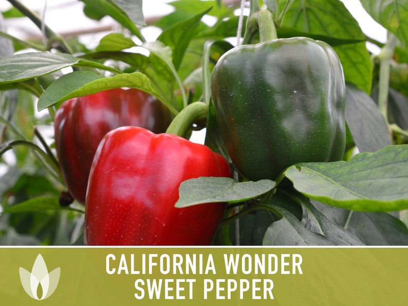 Californian Wonder Sweet Pepper