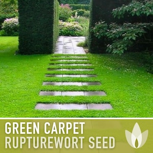 Rupturewort Green Carpet Seeds Heirloom Seeds, Alternative Lawn, Ground Cover, Evergreen, Dense Green Carpet, Open Pollinated, Non-GMO image 7