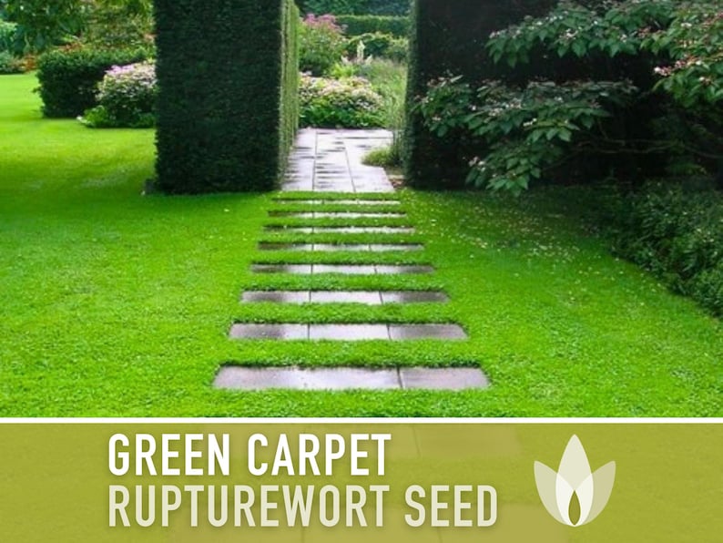 Rupturewort Green Carpet Seeds Heirloom Seeds, Alternative Lawn, Ground Cover, Evergreen, Dense Green Carpet, Open Pollinated, Non-GMO image 7