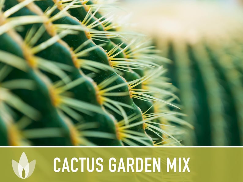 Cactus Garden Seed Mix | 50+ Seeds, Saguaro, Prickly Pear, Hedgehog, Santa Rita, Desert, Cactaceae image 8