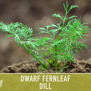 Dwarf Fernleaf Dill Seeds | 40+ Seeds, Heirloom, Culinary & Medicinal Herb, Butterfly Host | Anethum graveolens image 8