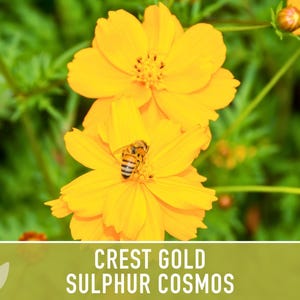 Sulphur Cosmos Seeds, Crest Gold, Pollinator Friendly (Non-GMO) image 9