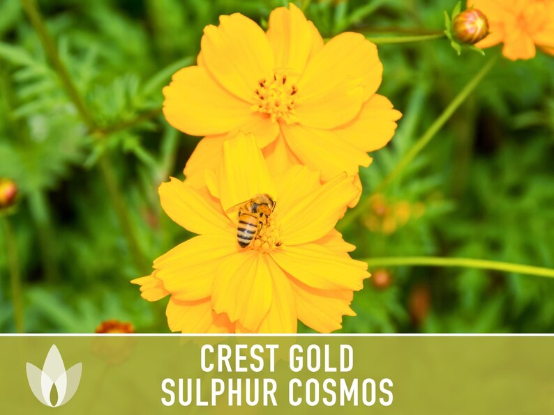 Sulphur Cosmos Seeds, Crest Gold, Pollinator Friendly (Non-GMO) image 9