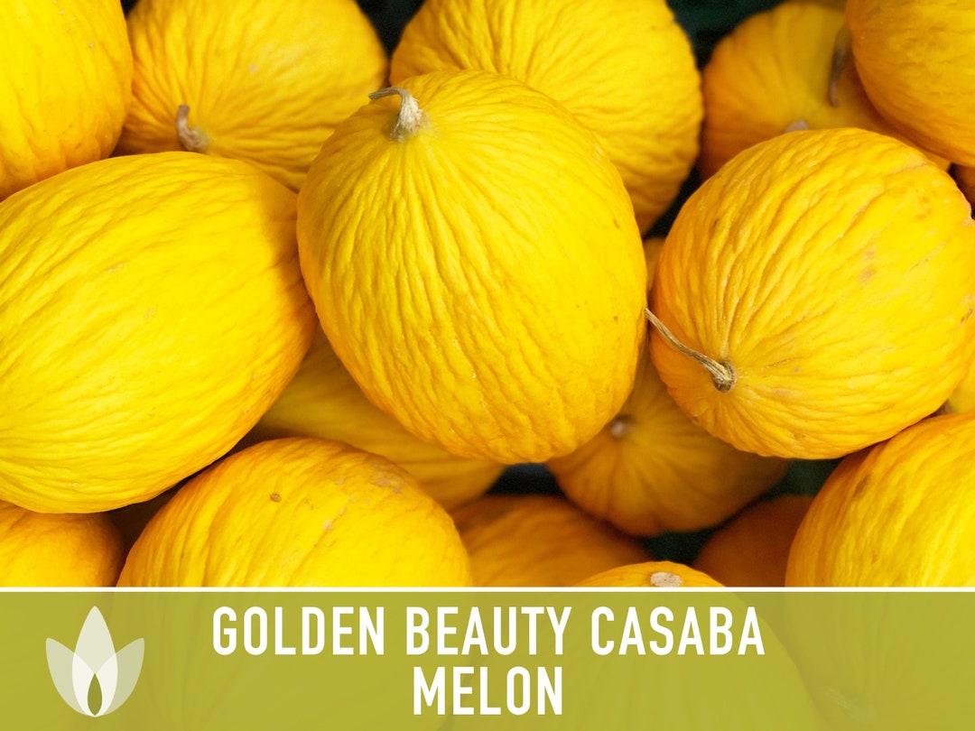 Golden Beauty Casaba Melon Seeds Heirloom Seeds, White Flesh, Yellow