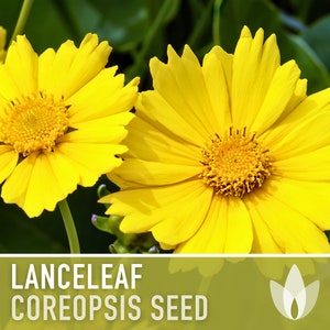 Lanceleaf Coreopsis Flower Seeds, Heirloom, Native, Flower Seeds