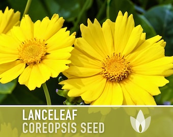 Lanceleaf Coreopsis Flower Seeds, Heirloom, Native, Flower Seeds