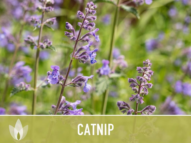 Catnip Herb Seeds | 300+ Heirloom Seeds for Cat Euphoria, Calming Herbal Tea, Bee Garden image 11