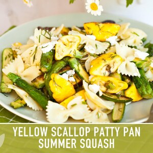 Yellow Scallop Patty Pan Bush Summer Squash Heirloom Seeds image 11