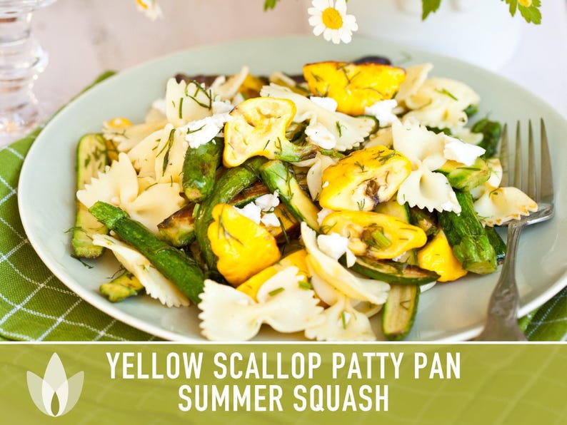 Yellow Scallop Patty Pan Bush Summer Squash Heirloom Seeds image 11