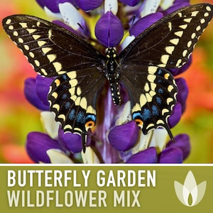 Butterfly Garden Flower Seeds Mix, Heirloom seeds, Flower Seeds, Pollinator garden, Wildflower seeds, Native seeds, Non GMO, Open pollinated
