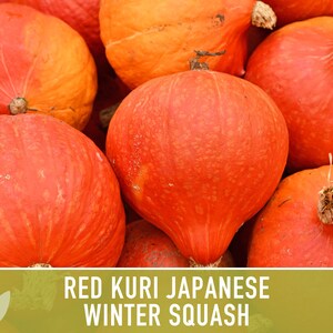 Red Kuri Squash Seeds – Heirloom Japanese Winter Squash, Non-gmo - Etsy