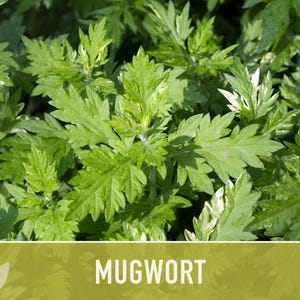 Mugwort Organic Medicinal Herb Seeds, Artemisia Vulgaris, Heirloom, Non-GMO image 7
