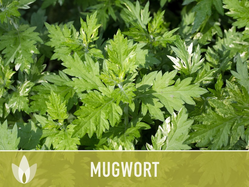 Mugwort Organic Medicinal Herb Seeds, Artemisia Vulgaris, Heirloom, Non-GMO image 7