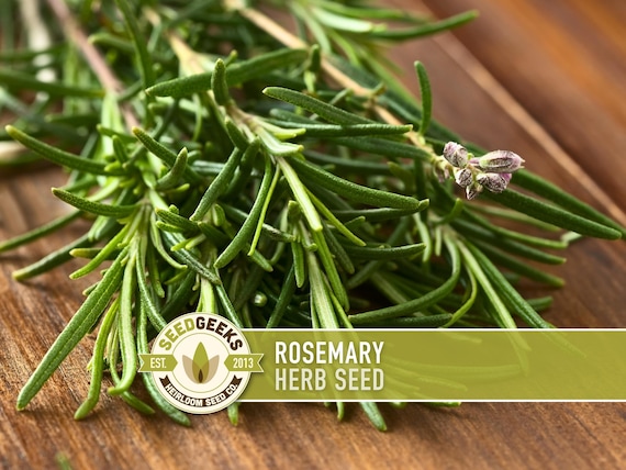Rosemary Herb Seeds - Heirloom Seeds, Culinary Herb, Medicinal Herb, Open Pollinated, Perennial, Rosmarinus Officinalis, Non-GMO