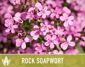 Rock Soapwort Flower Seeds - Heirloom Ground Cover, Wildflower, Pollinator Friendly, Easy to Grow, Open Pollinated, Non-GMO