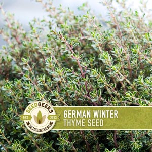 May include: Close-up of German Winter Thyme plant with small green and white leaves and reddish stems. The image includes a logo that says "Seed Geeks" and "Heirloom Seed Co."