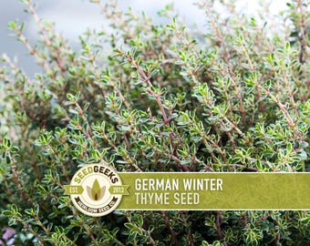German Winter Thyme Seeds – Heirloom Culinary Herb, Non-GMO