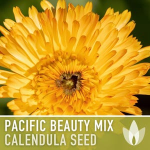 Calendula Pacific Beauty Flower Seeds – Heirloom Cottage Garden image 7