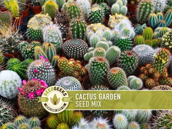 Cactus Garden Seed Mix | 50+ Seeds, Saguaro, Prickly Pear, Hedgehog, Santa Rita, Desert, Cactaceae