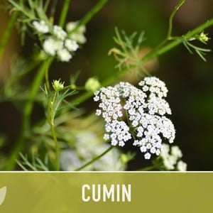 Cumin Herb Heirloom Seeds afbeelding 7