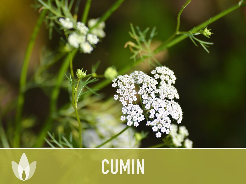 Cumin Herb Heirloom Seeds afbeelding 7