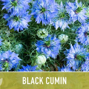 Black Cumin Herb Seeds – Nigella Sativa, Culinary & Medicinal image 9