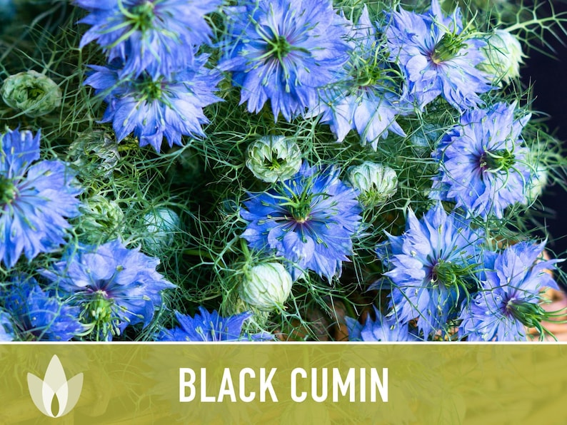 Black Cumin Herb Seeds – Nigella Sativa, Culinary & Medicinal image 9