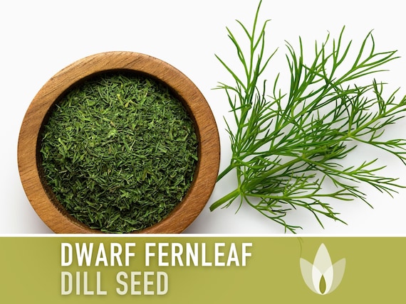 Dwarf Fernleaf Dill Seeds | 40+ Seeds, Heirloom, Culinary & Medicinal Herb, Butterfly Host | Anethum graveolens