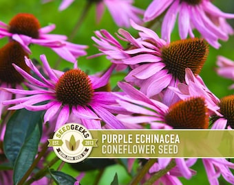 Graines d'Échinacée pourpre | Plus de 100 graines, fleurs sauvages indigènes, héritage, tolérant à la sécheresse, jardin des papillons, Echinacea purpurea