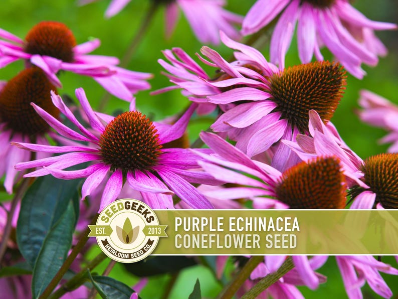 Graines d'Échinacée pourpre | Plus de 100 graines, fleurs sauvages indigènes, héritage, tolérant à la sécheresse, jardin des papillons, Echinacea purpurea image 1