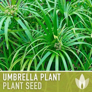 Umbrella Plant Seeds - Non-GMO Heirloom Cyperus Alternifolius image 7